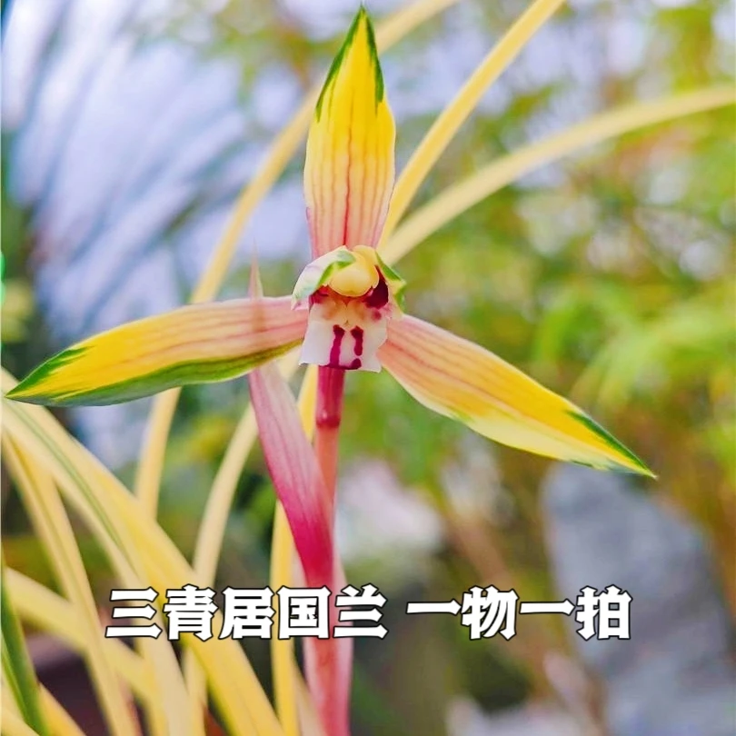 一物一拍国兰专属链接 三青居国兰