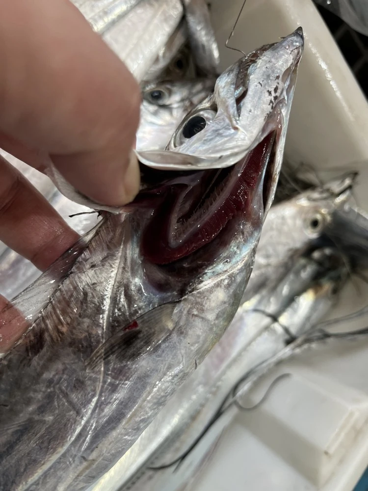 【新3AA8条】到手8条，钓带6送2到手8条 5两/条 合计4斤 顺丰发货