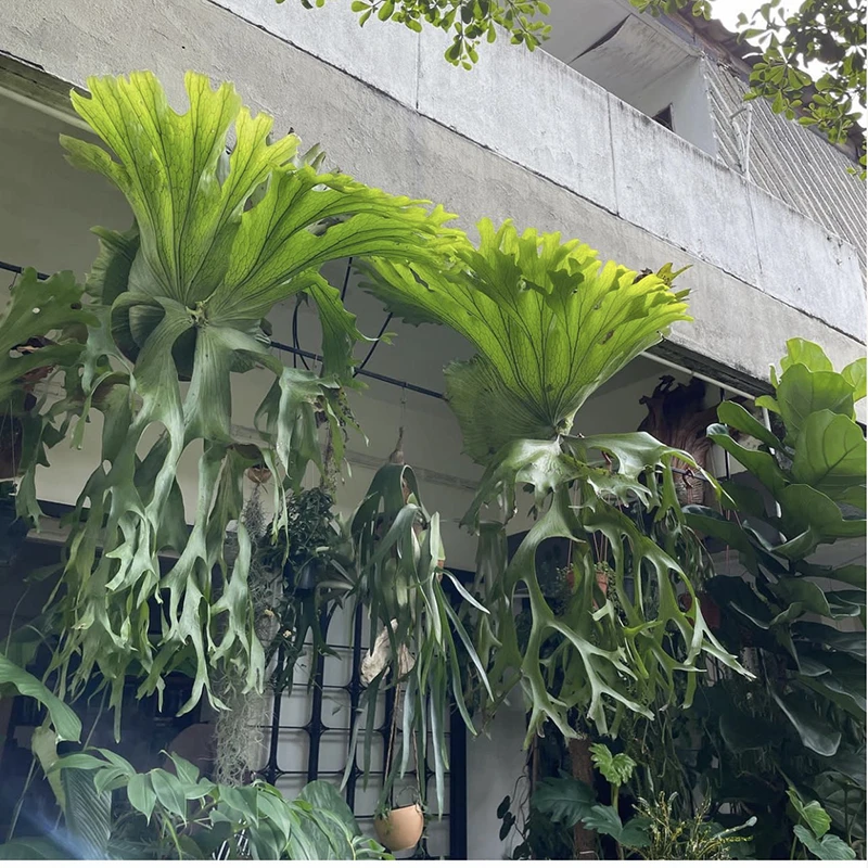 何其美室内庭院大型附生蕨店面陈列家居装饰高颜值垂挂植物