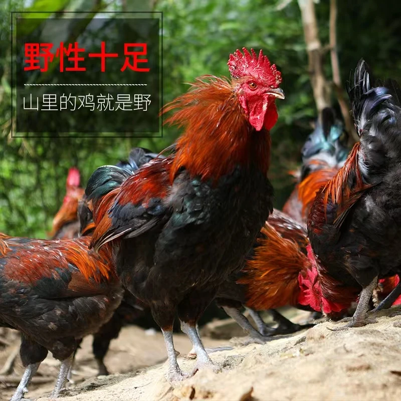 【肉质紧实有嚼劲】太行山跑山五谷散养公鸡红烧白切营养健康美味