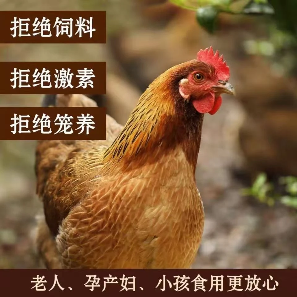 【黄油老母鸡】太行山跑山散养母鸡新鲜营养健康美味炖汤营养滋补