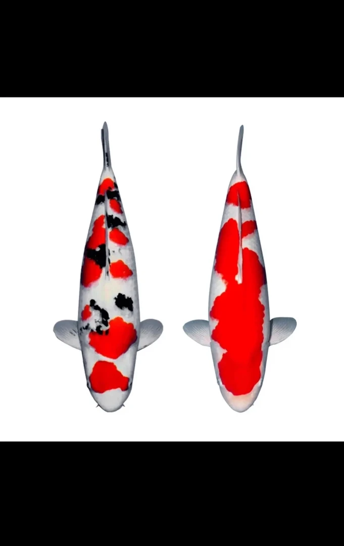 精品锦鲤红白大正昭和