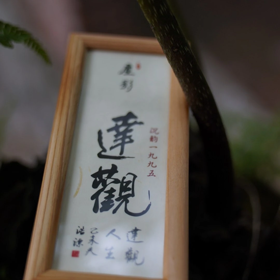 达观 1995沉韵 95年老岩茶
