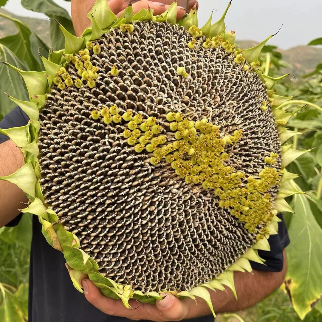 【顺丰超大盘】25新鲜葵花盘向日葵湿瓜子带盘新鲜葵花籽