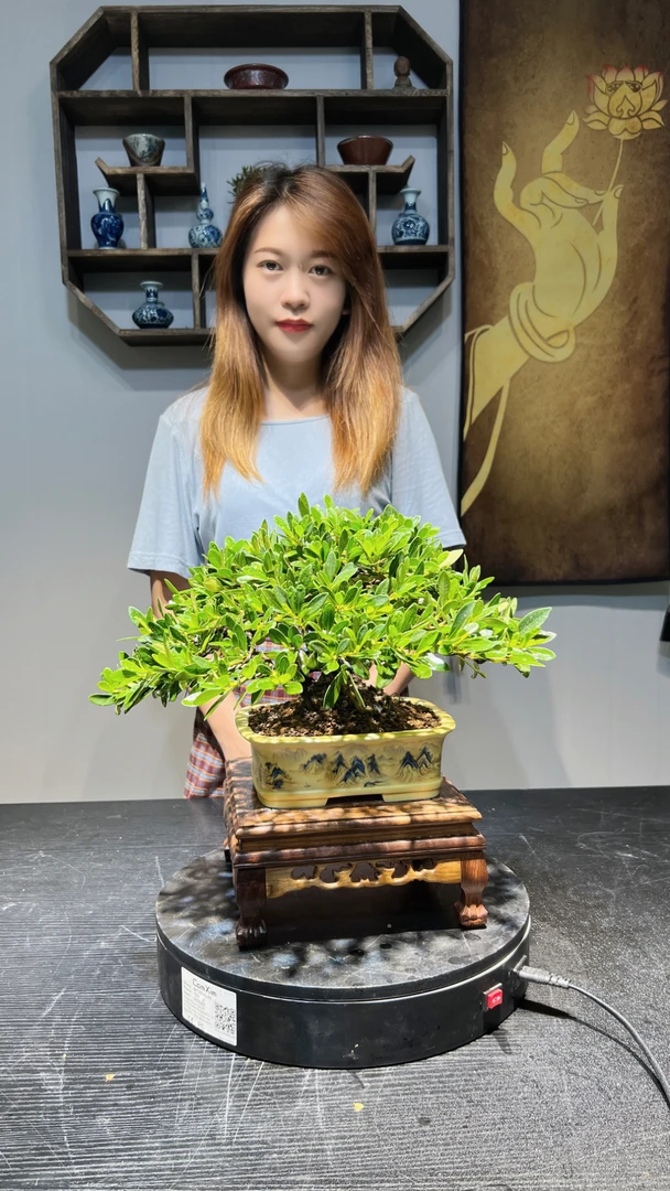 栀子花盆景（一物一拍）阳台书房客厅办公桌室内绿植盆景庭院