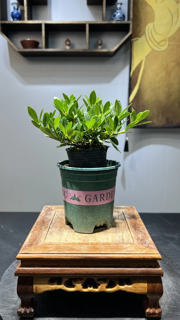 小菊栀子花黑金刚栀子花冠珠栀子花盆景客厅办公桌室内绿植盆庭院