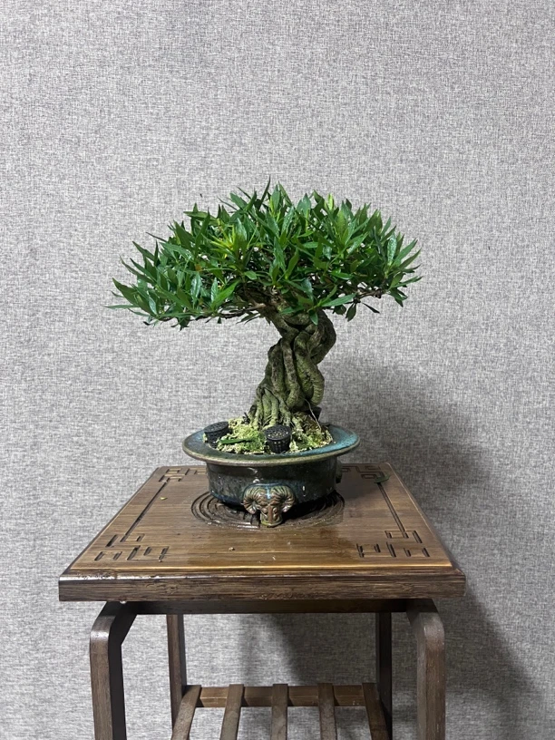 喜黛玉栀子花 老桩