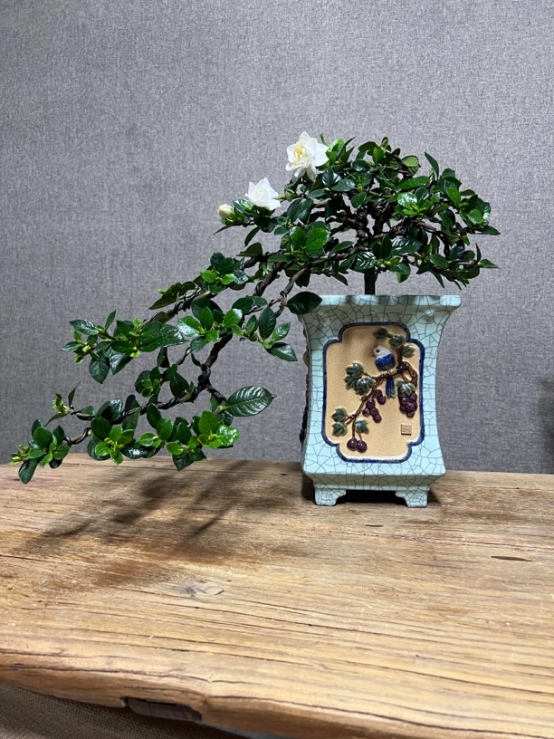 法莲栀子花盆景植物造型阳台书房客厅办公桌室内绿植盆景园庭院
