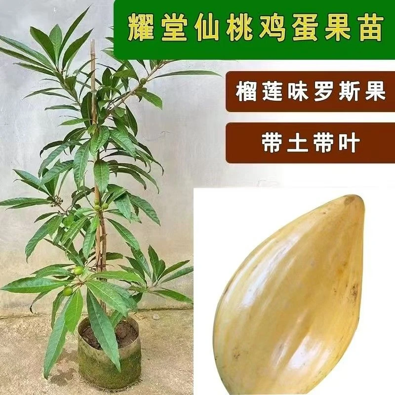 蛋黄果树苗耀糖仙桃树苗罗斯果树苗嫁接苗当年结果
