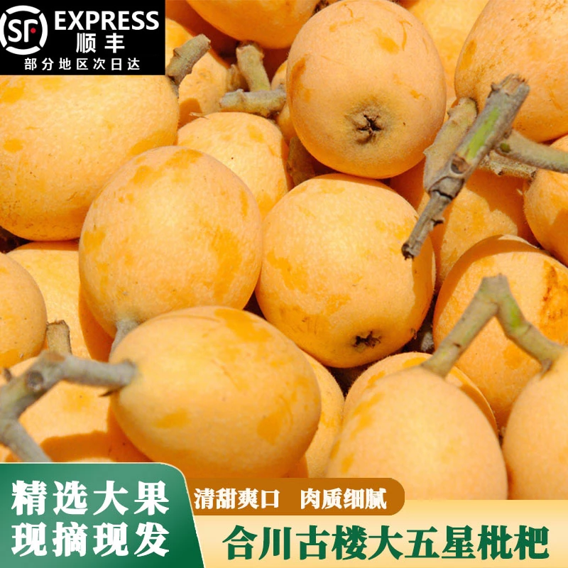 【坏果包赔】枇杷之乡合川大五星枇杷产地直发鲜甜肉厚