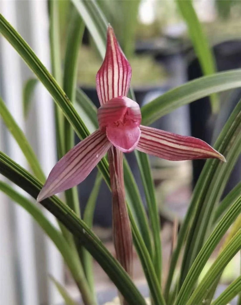 【红霞村姑】春兰 人工自然种植多年老种