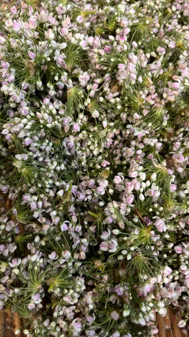 黄河畔野生泽蒙花