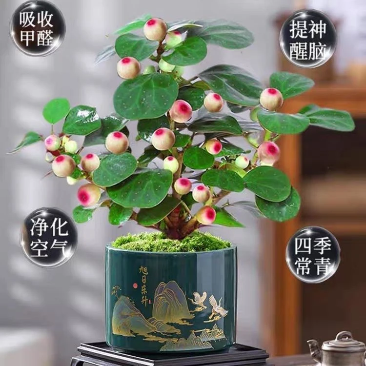 小盼菩提树盆栽植物室内禅意盆景办公室桌面好养净化空气观叶绿植