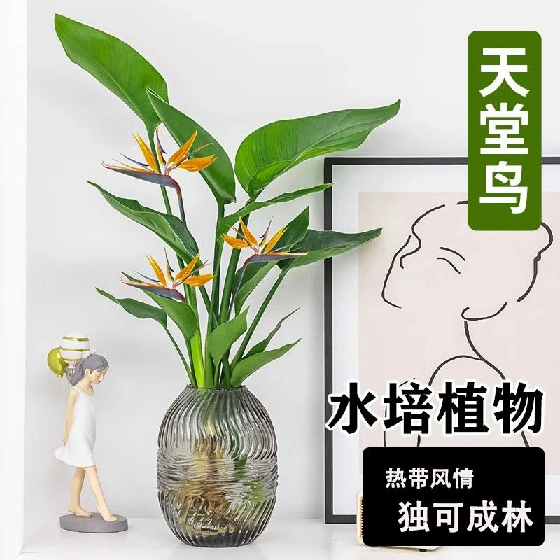 天堂鸟盆栽客厅办公室内大型绿植四季花卉大叶植物新房家用吸甲醛