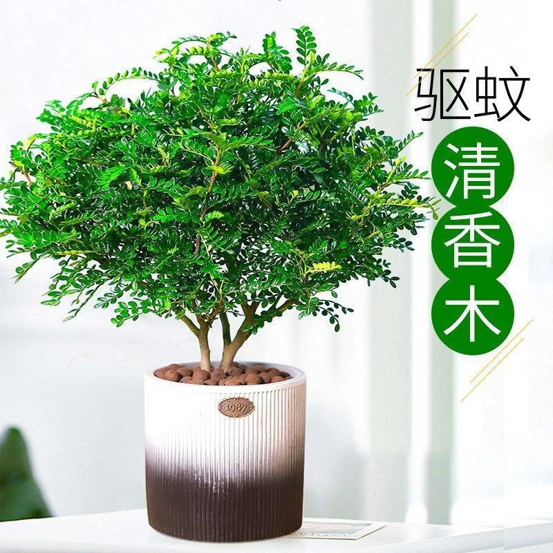 驱蚊清香木盆栽室内花卉植物绿植提神胡椒木室内除味绿植净化空气