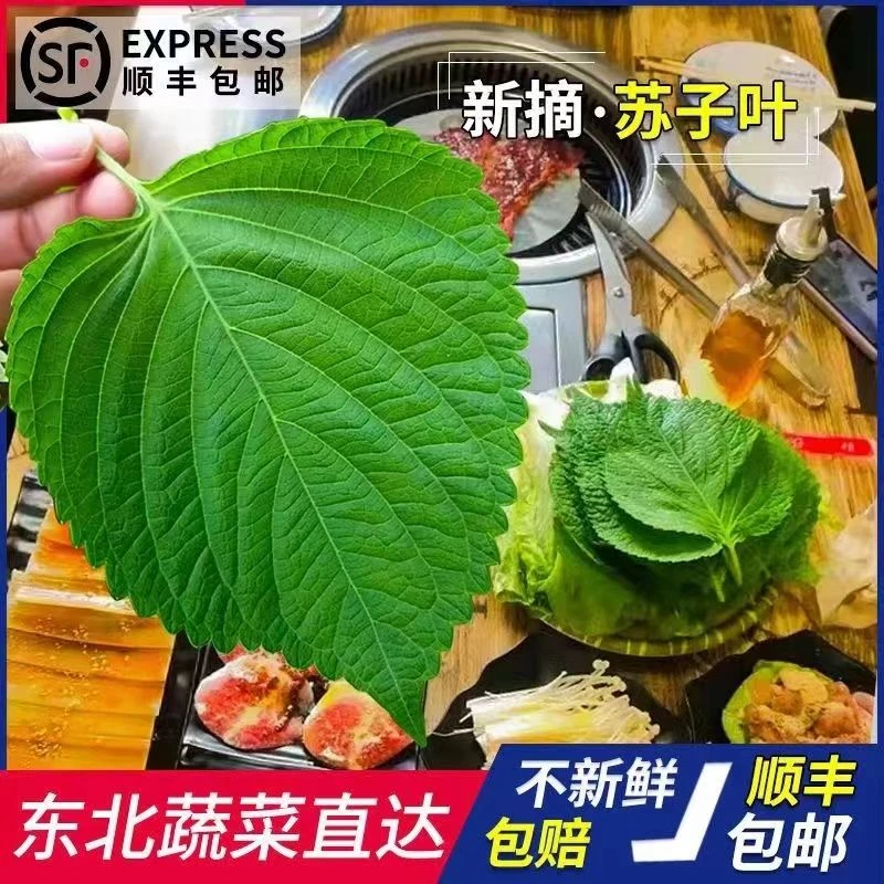 紫苏叶现摘现发东北苏子叶农场种植直供鲜美味道爽口顺丰发货