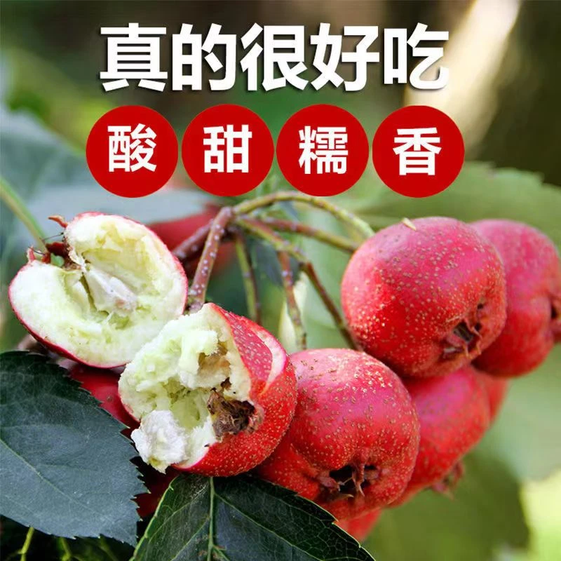 新鲜山里红东北特产酸甜开胃小山里红果顺丰包邮