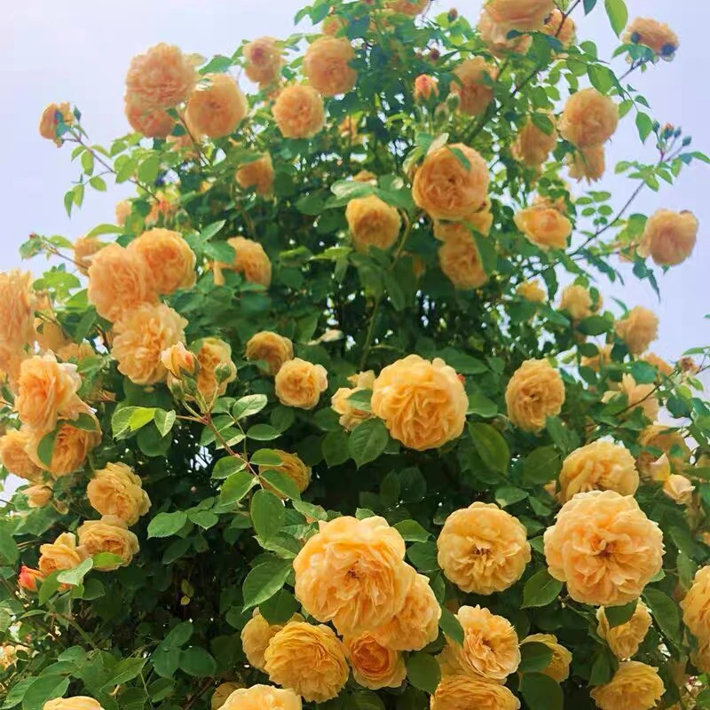 黄金庆典 爬藤月季丰花植物花盆庭院花园多季玫瑰花卉