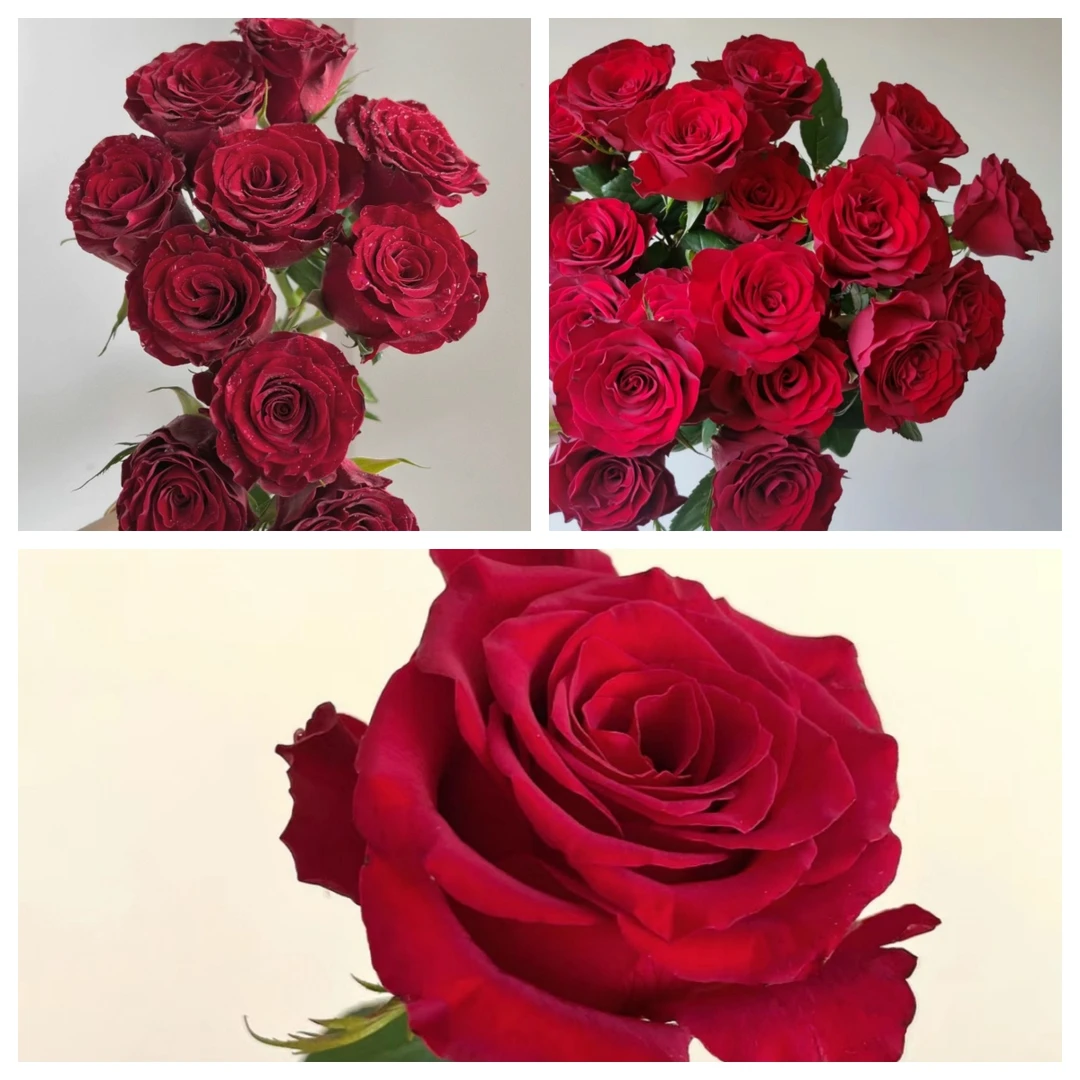 【强锅锅鲜花】小花高原红玫瑰二扎 昆明直发