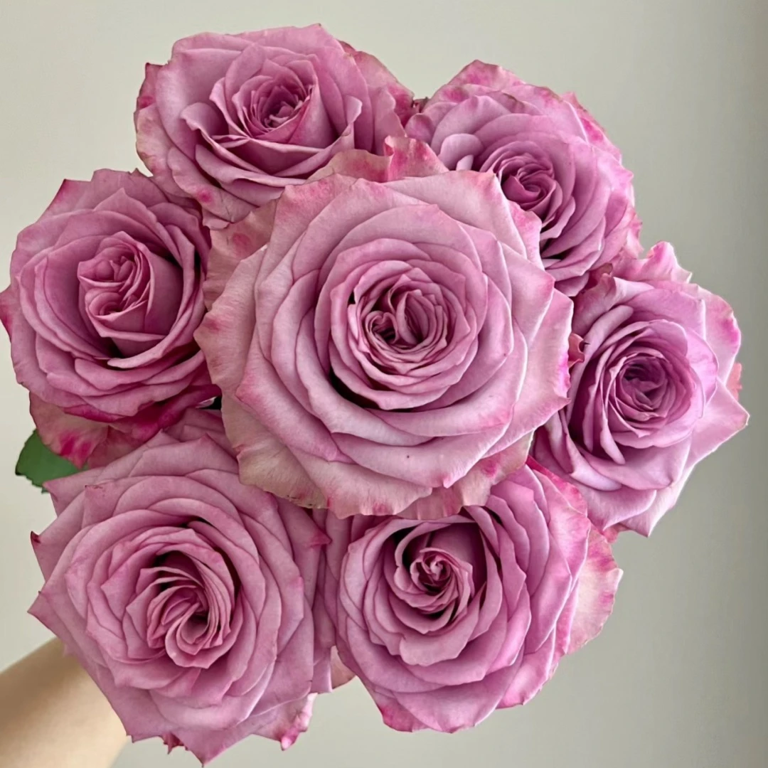 【云中花】20枝星荷小花娇娃玫瑰(杆子40CM左右)鲜花 任意二单包邮