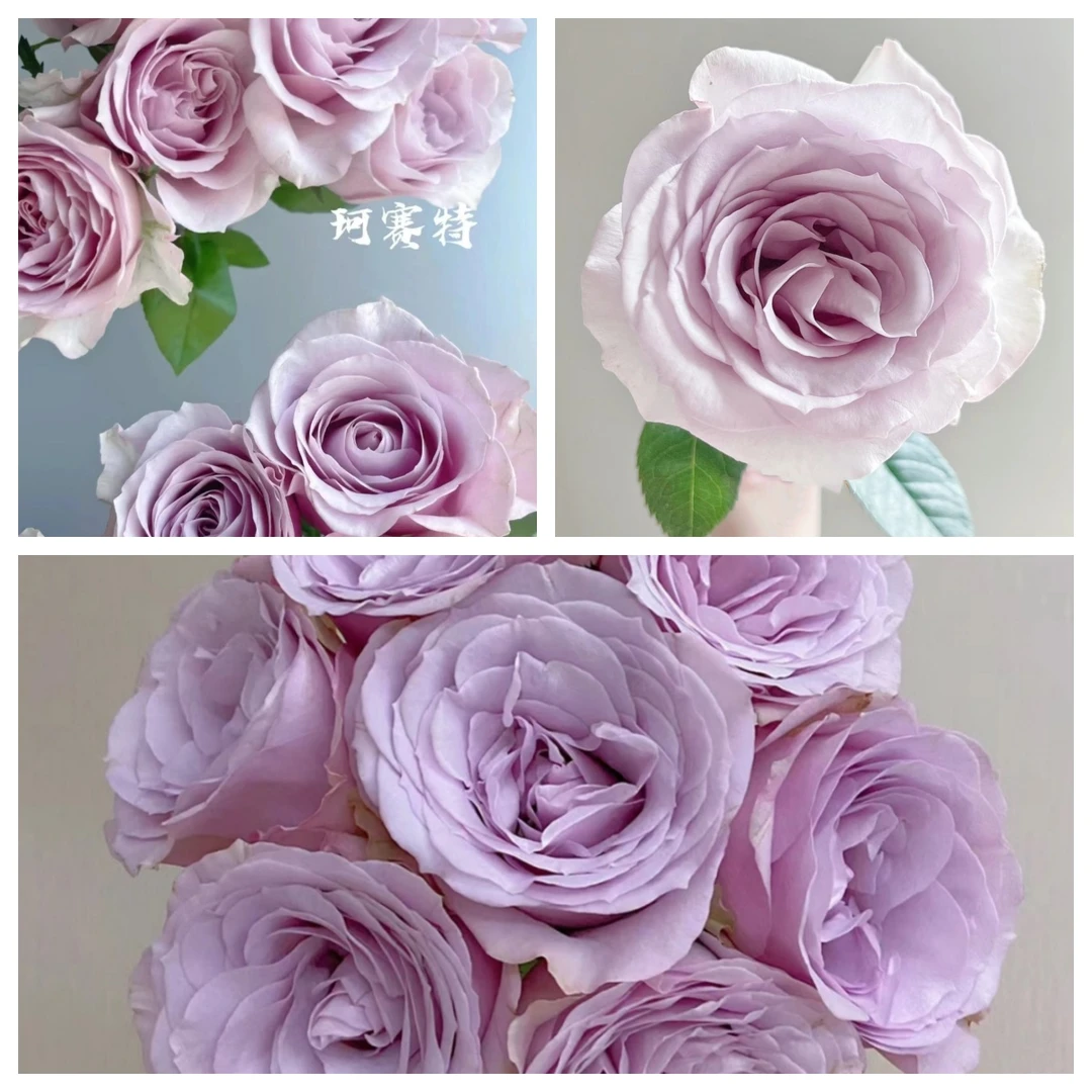 【云中花】20枝方德荷冠柯赛特玫瑰 花店家居鲜花 任意二单顺丰包邮