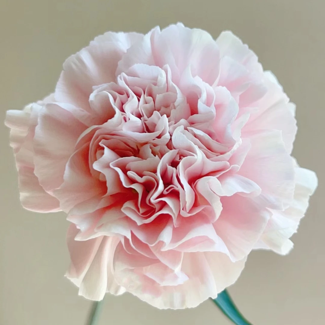 【云中花】20枝樱花粉康乃馨（白里透粉仙气飘飘） 花店家居鲜花