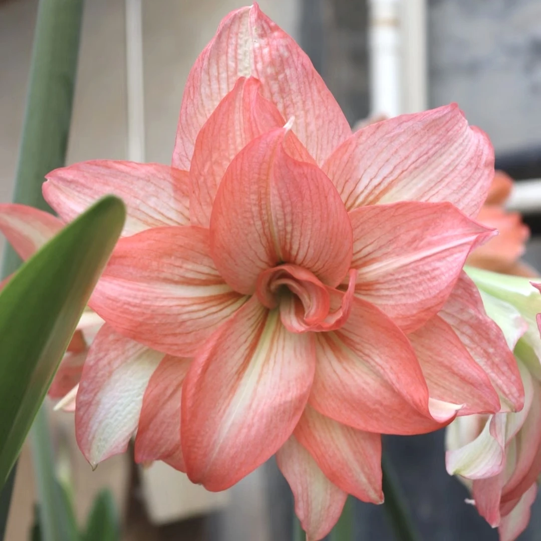 「僵尸僵美人」现货恩怡朱顶红包对版重瓣阳台花园鲜花绿植花草