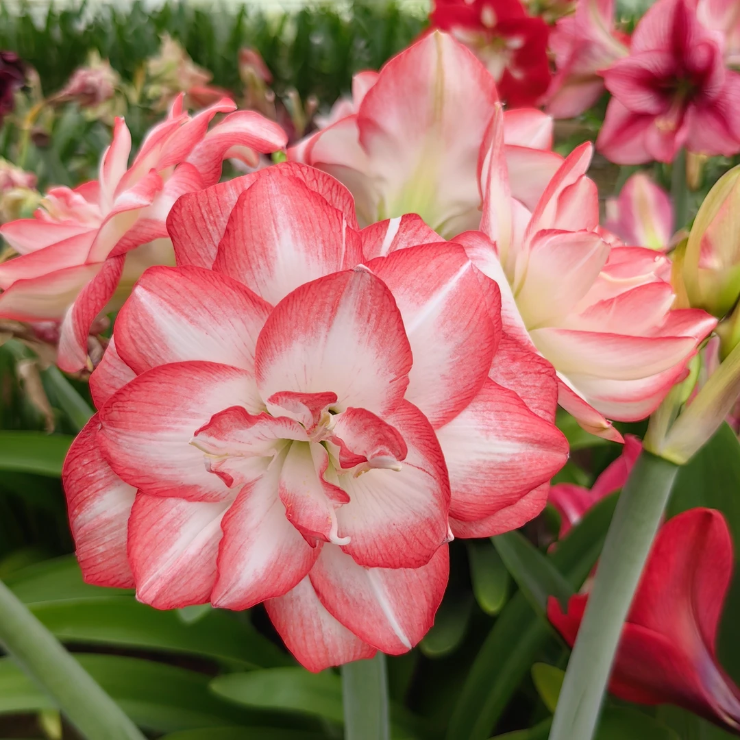 「花孔雀」现货现挖带香味重瓣恩怡朱顶红对版阳台花园鲜花绿植花草