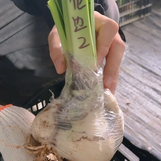 花边石竹6～7主球 3个大侧两个小侧