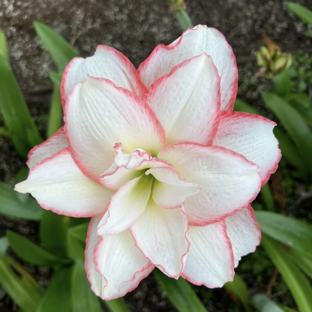 「梦幻精灵」恩怡朱顶红现货白红重瓣包对版基地自然球花卉绿植