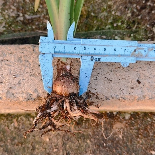 梦幻2.5厘米包对版