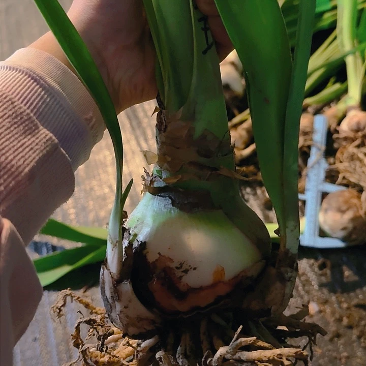 双王主球9cm带两侧 开花包对版