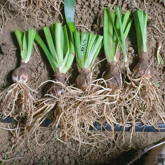 杂交59号5颗装 开花无售后