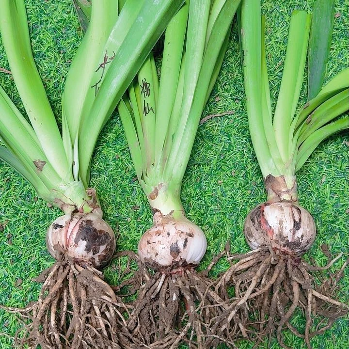 z****妮糖果仙女6+