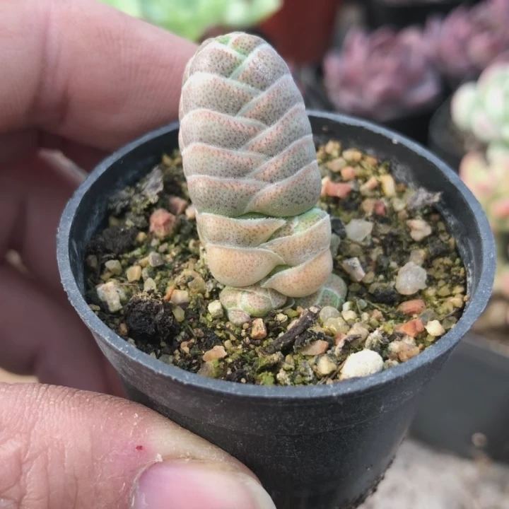 玉椿奇异多肉植物5厘米盆【满15包邮】