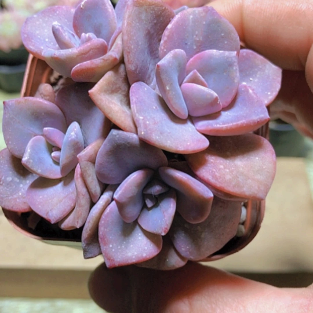 【全店满15元发货】彩虹糖群6厘米盆