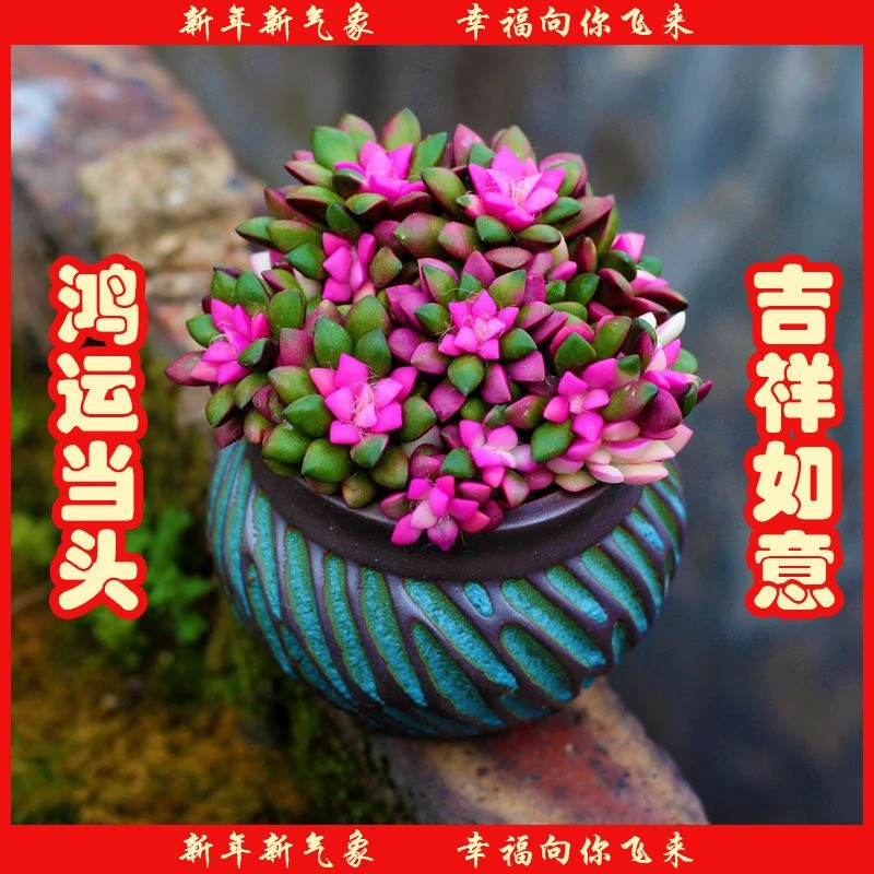 多肉植物吹雪之松锦绿植花卉招财卡日松办公室桌面盆栽简单粉色