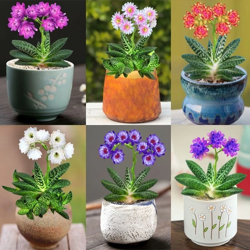 子宝多肉植物元宝花室内桌面造型元宝肉肉创意DIY1盆栽花卉防辐射