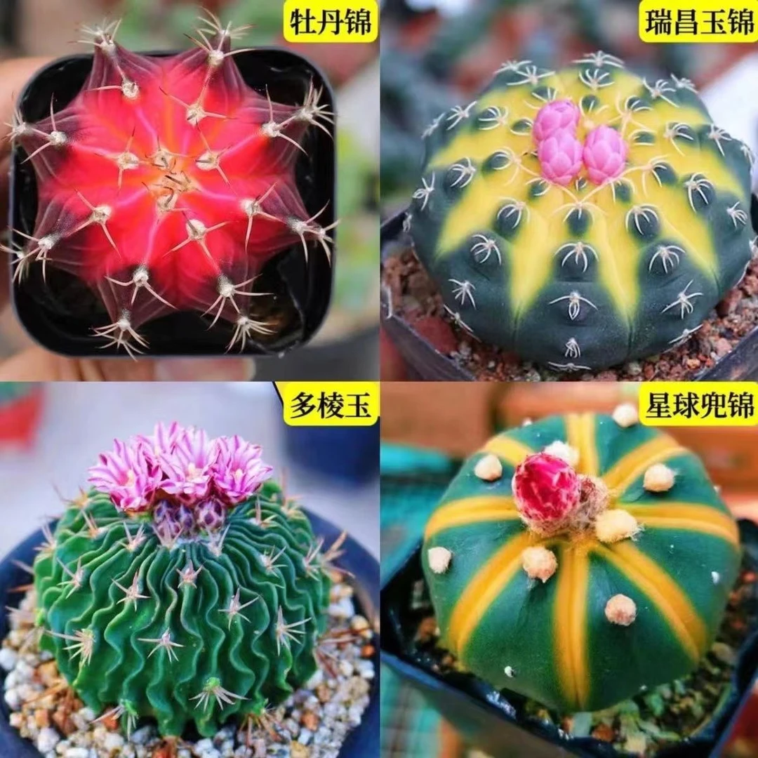 红娜仙人球稀有植物多肉盆栽花卉开花办公室仙人掌桌面室内防辐射