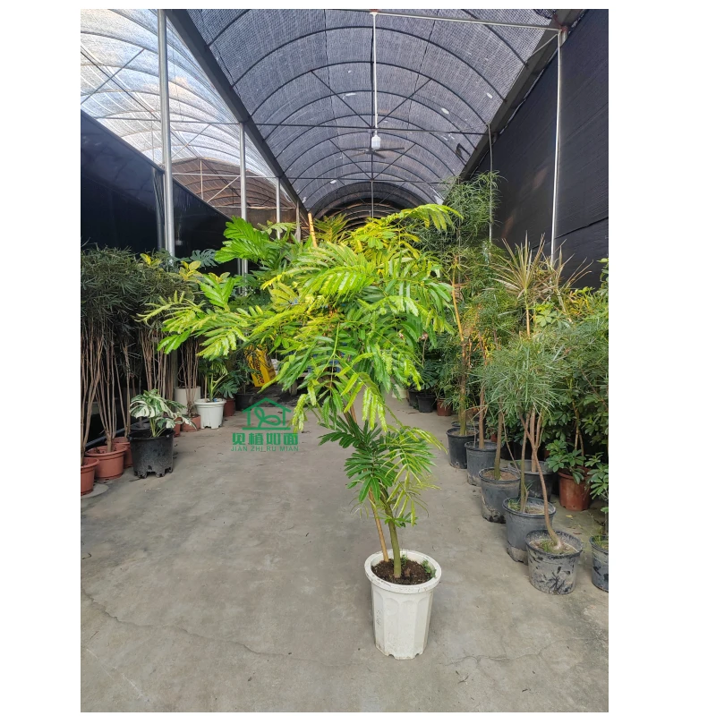 密叶猴耳环绿植盆栽室内常绿植物治愈系办公室装饰