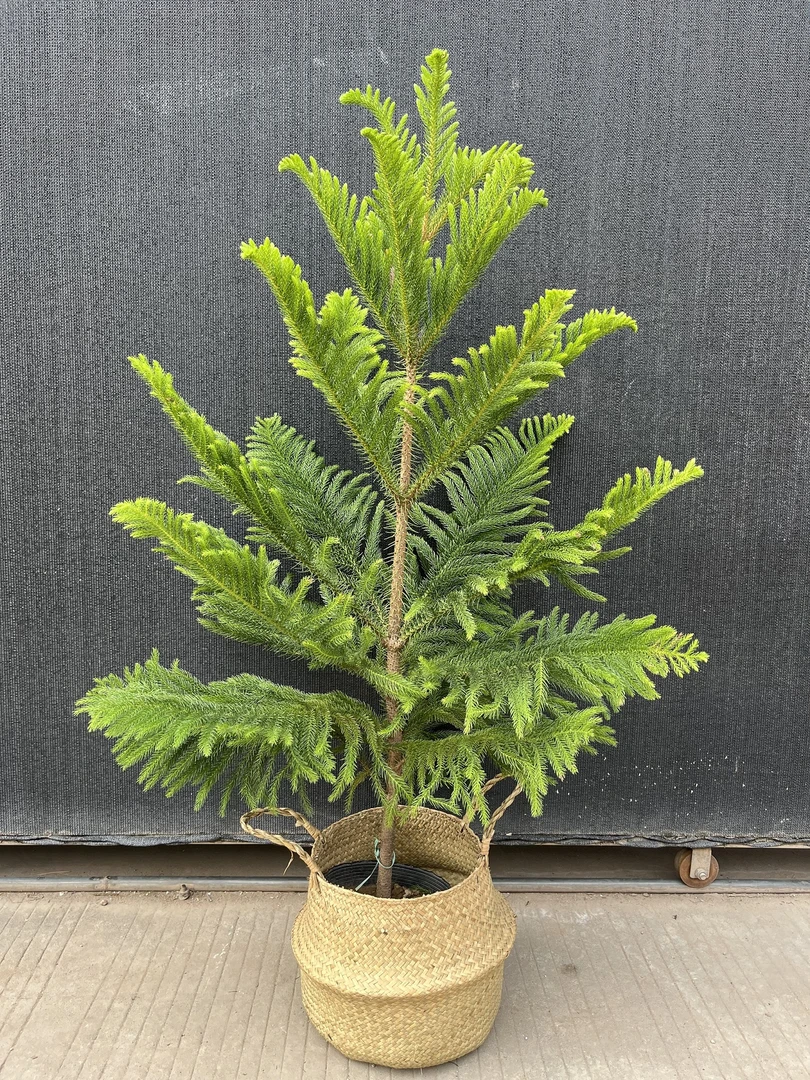 南洋松南洋杉圣诞树乔迁植物四季常青节日氛围绿植客厅耐寒抗冻