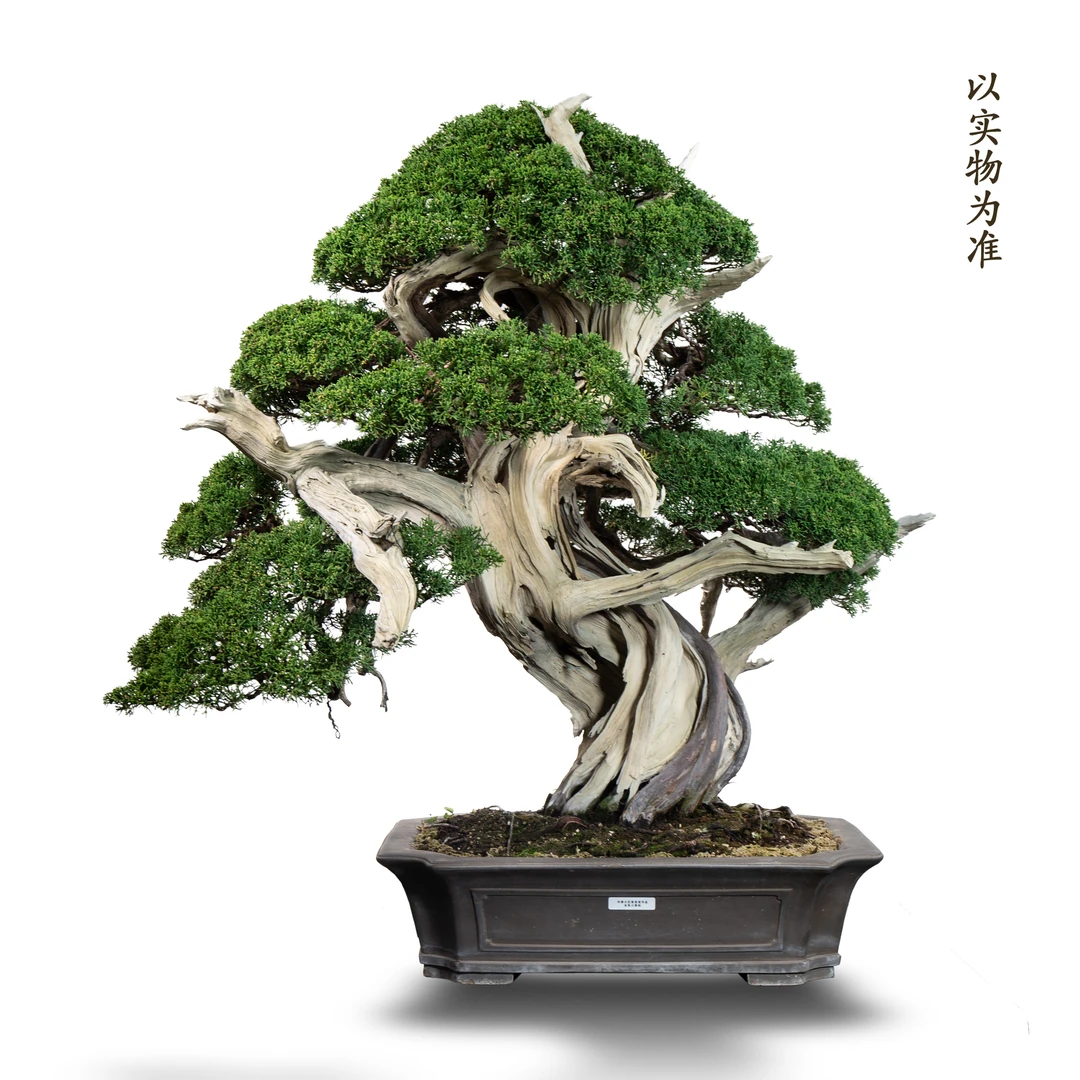 一物一拍松柏杜鹃枫树杂木盆景通用链接植物盆栽日本