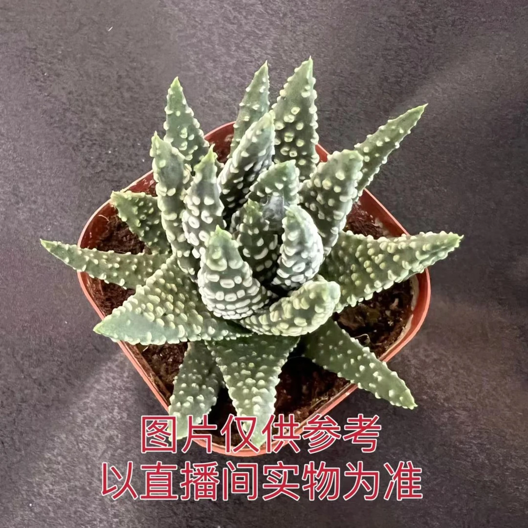 （满18包邮）冬之星座多肉植物 十二卷属5cn左右 裸根发货