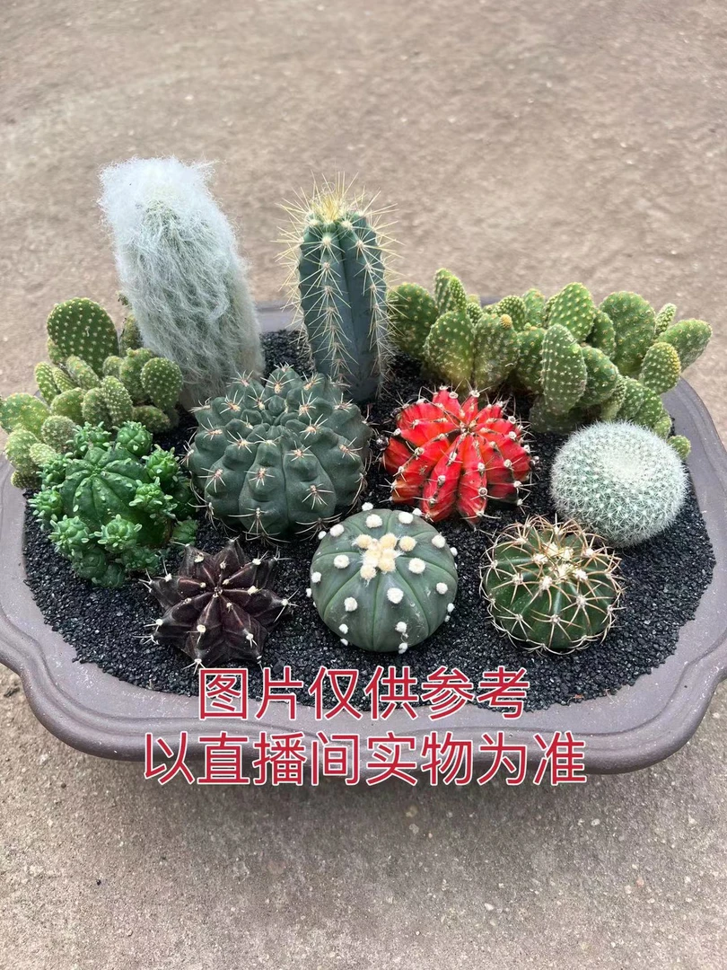 10颗仙人球组合  不带盆土 裸根发货 仙人掌 仙人球