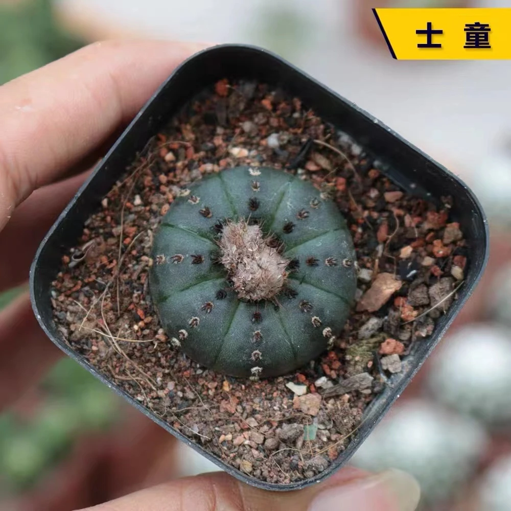 特小号艳肌士童 2-3cm 仙人球（满18元包邮）