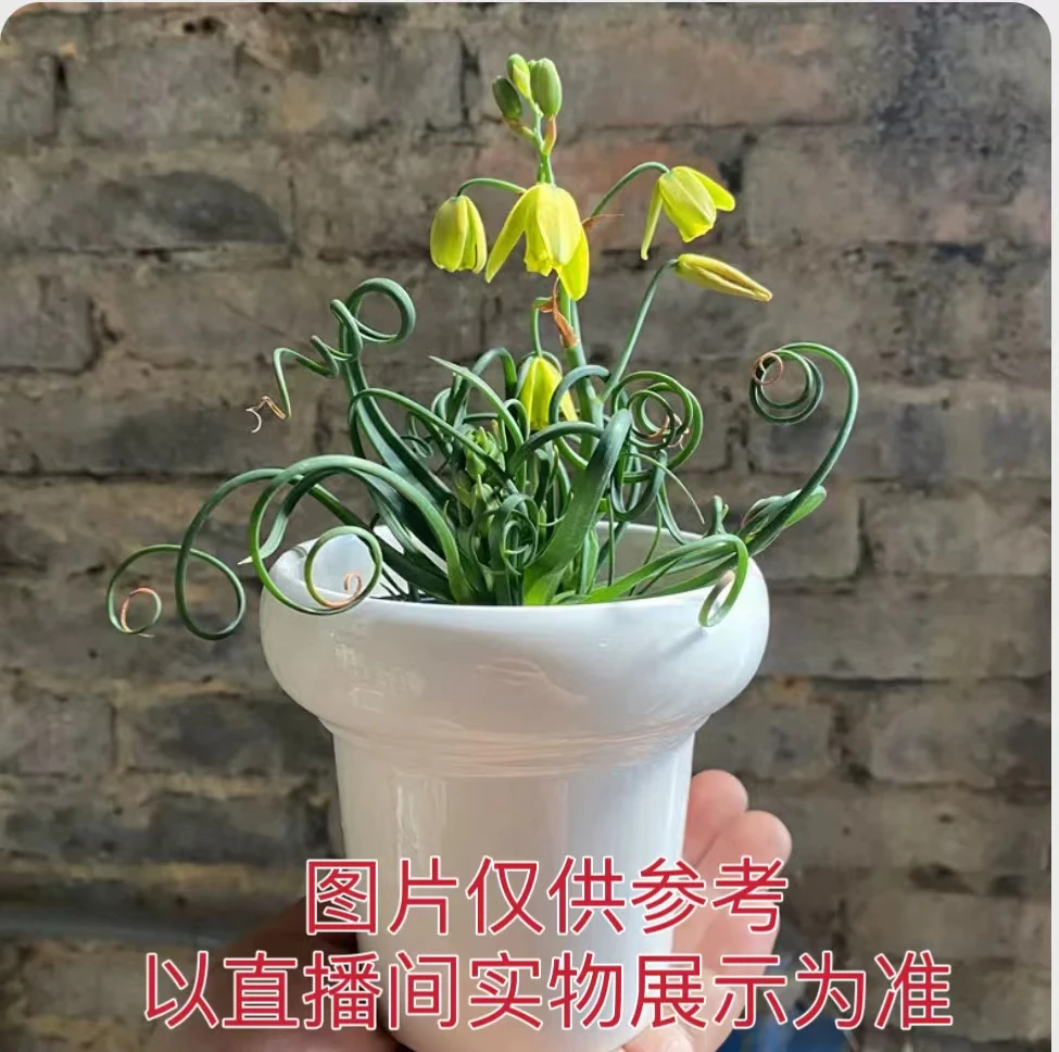 窄叶弹簧草  块根植物 多肉植物（满18元包邮）