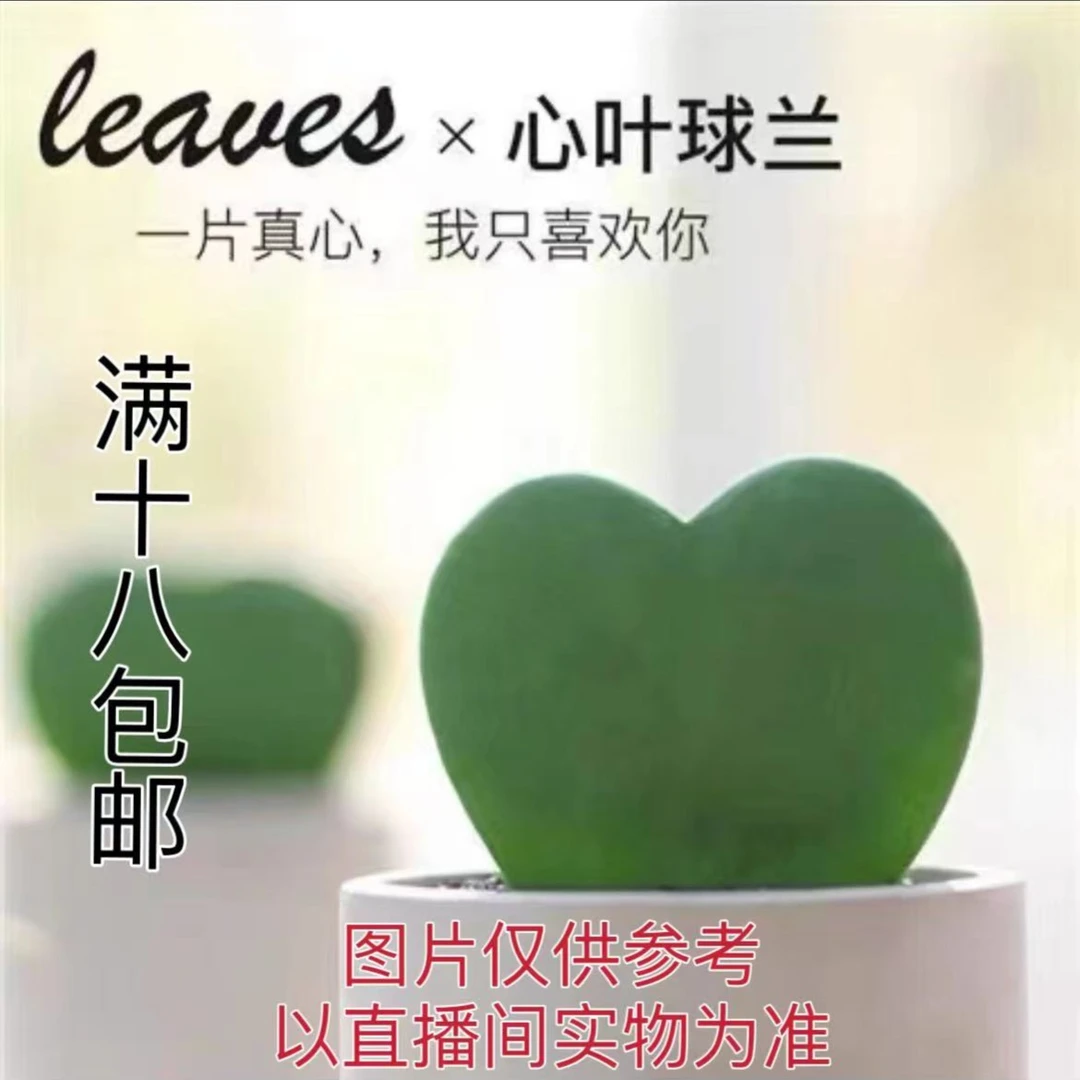 （满18元包邮）小号一片心 多肉植物 带育苗盆发货