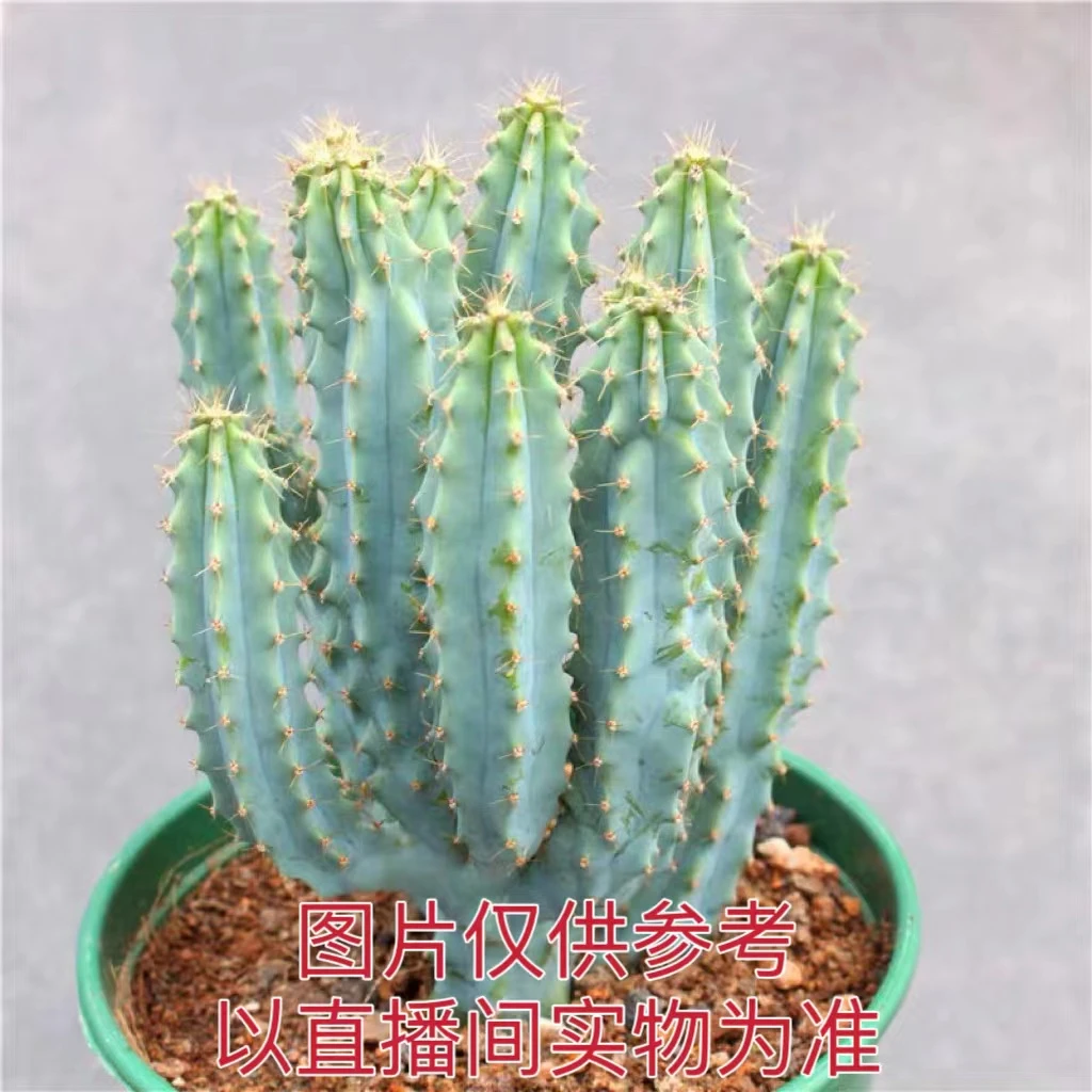 多头泰龙木 仙人掌 仙人柱