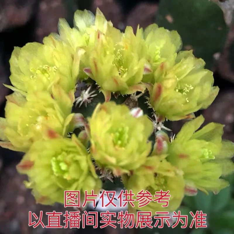 多头青花虾 绿色花仙人球