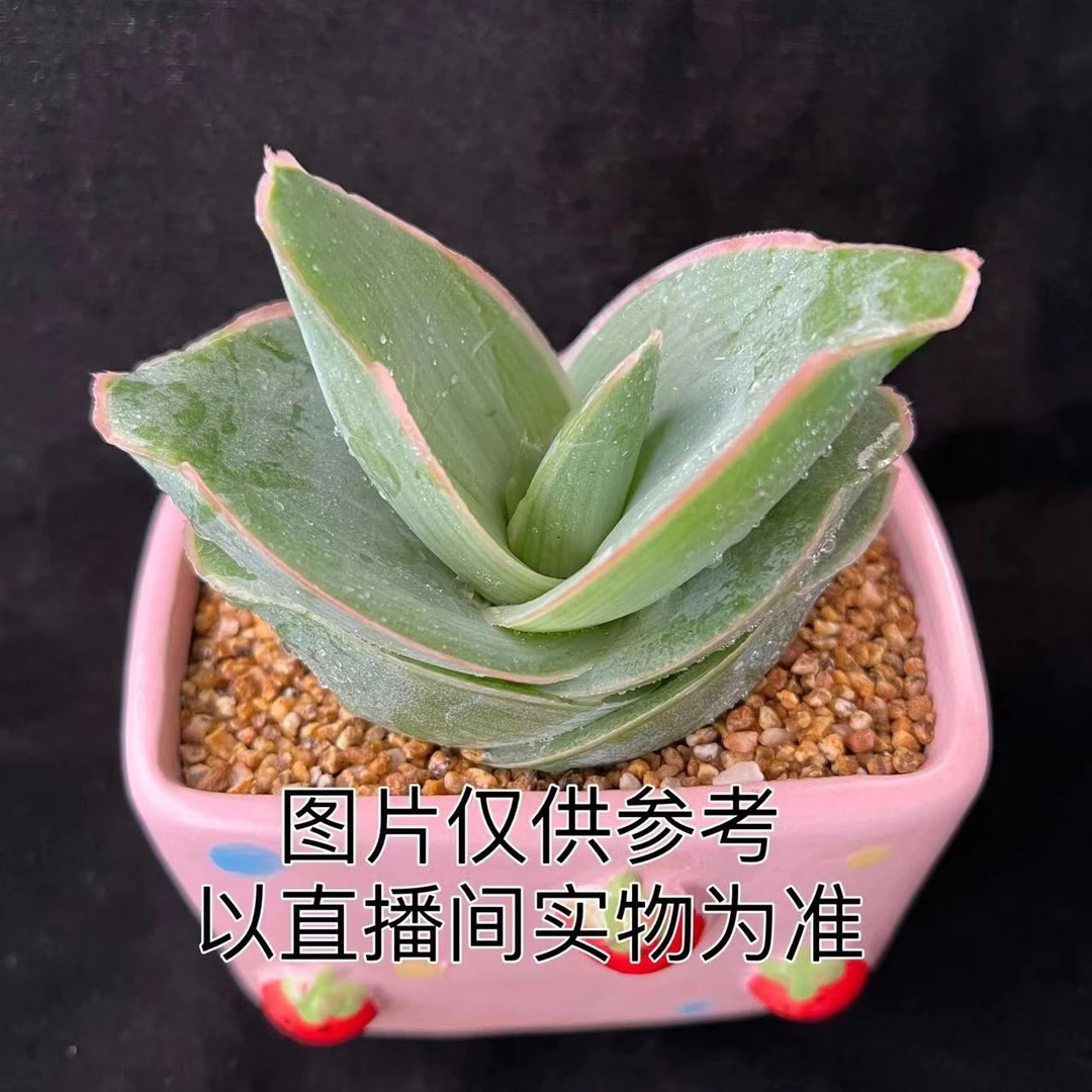 银芳芦荟 多肉植物（满18包邮）